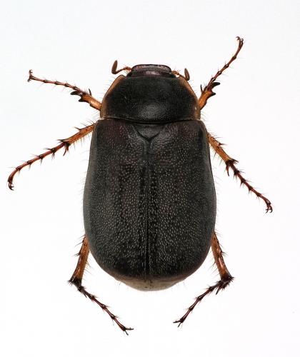 Hoplochelus marginalis